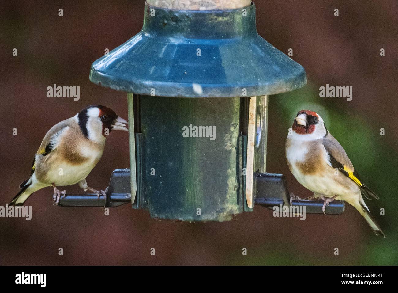 Ein Paar Goldfinch-Passerine-Gartenvögel in einem Futterhäuschen, die Samen holen. Stockfoto