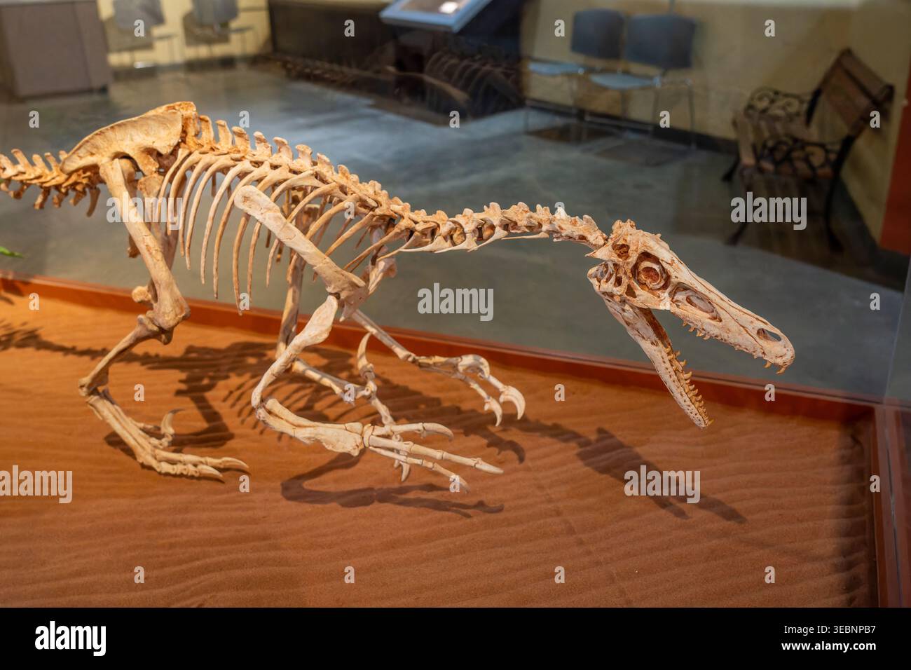 Ein lebensgroßes Skelettmodell eines Velociraptors im Dinosaur Journey Museum in Fruita, Colorado. Stockfoto