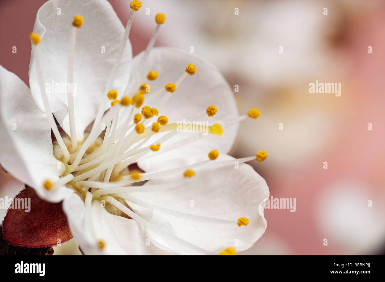 Makroaufnahme einer zarten weißen Kirschblüte mit hellgelben Staubblättern im Weichfokus Stockfoto