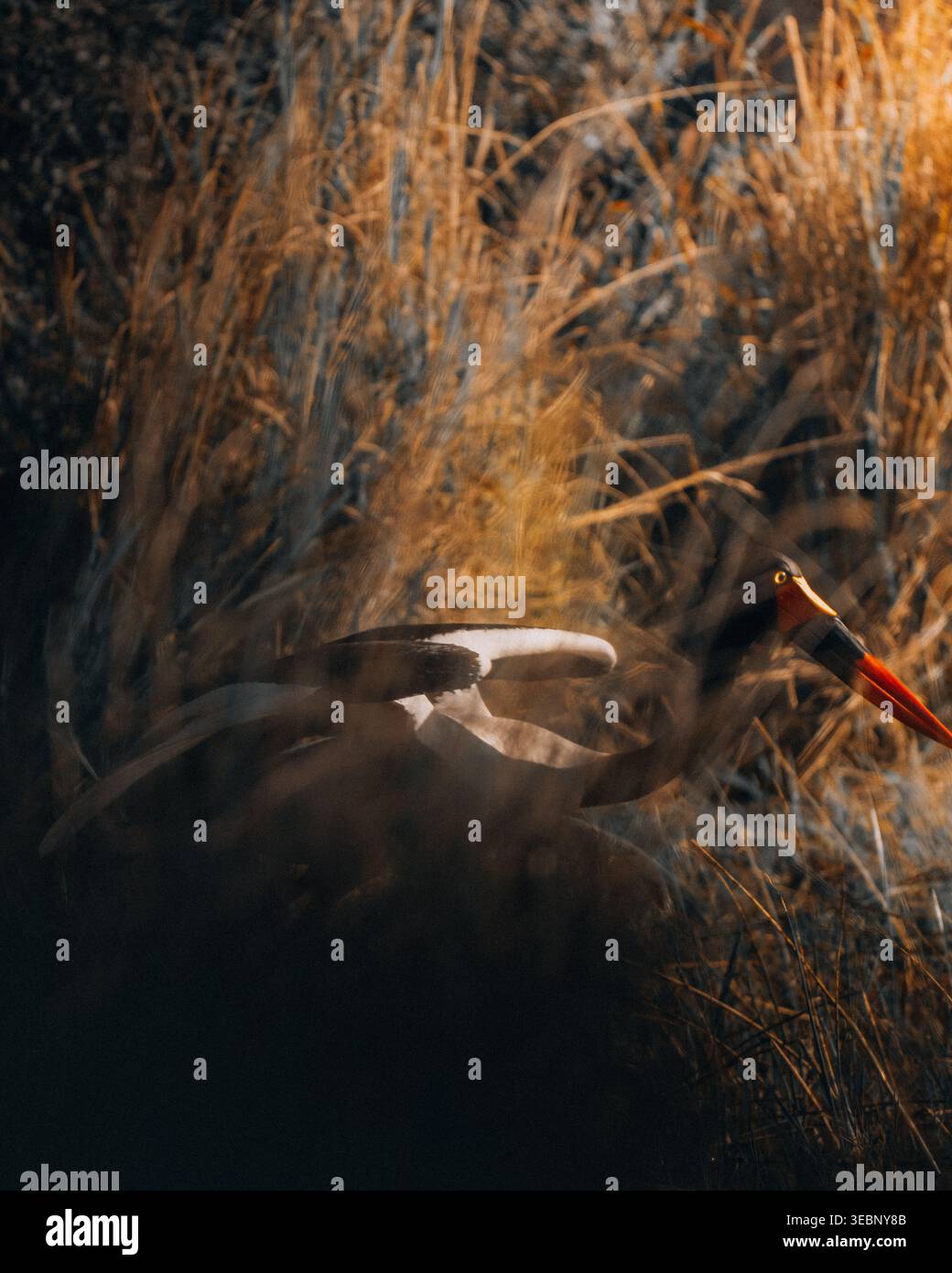 Blick auf einen lebendigen, karmesinroten Schnabelvogel, eingebettet in ein Meer aus goldenen Gräsern, ein verstecktes Juwel in der Wildnis von Botswana, Maun, North-West District, B Stockfoto
