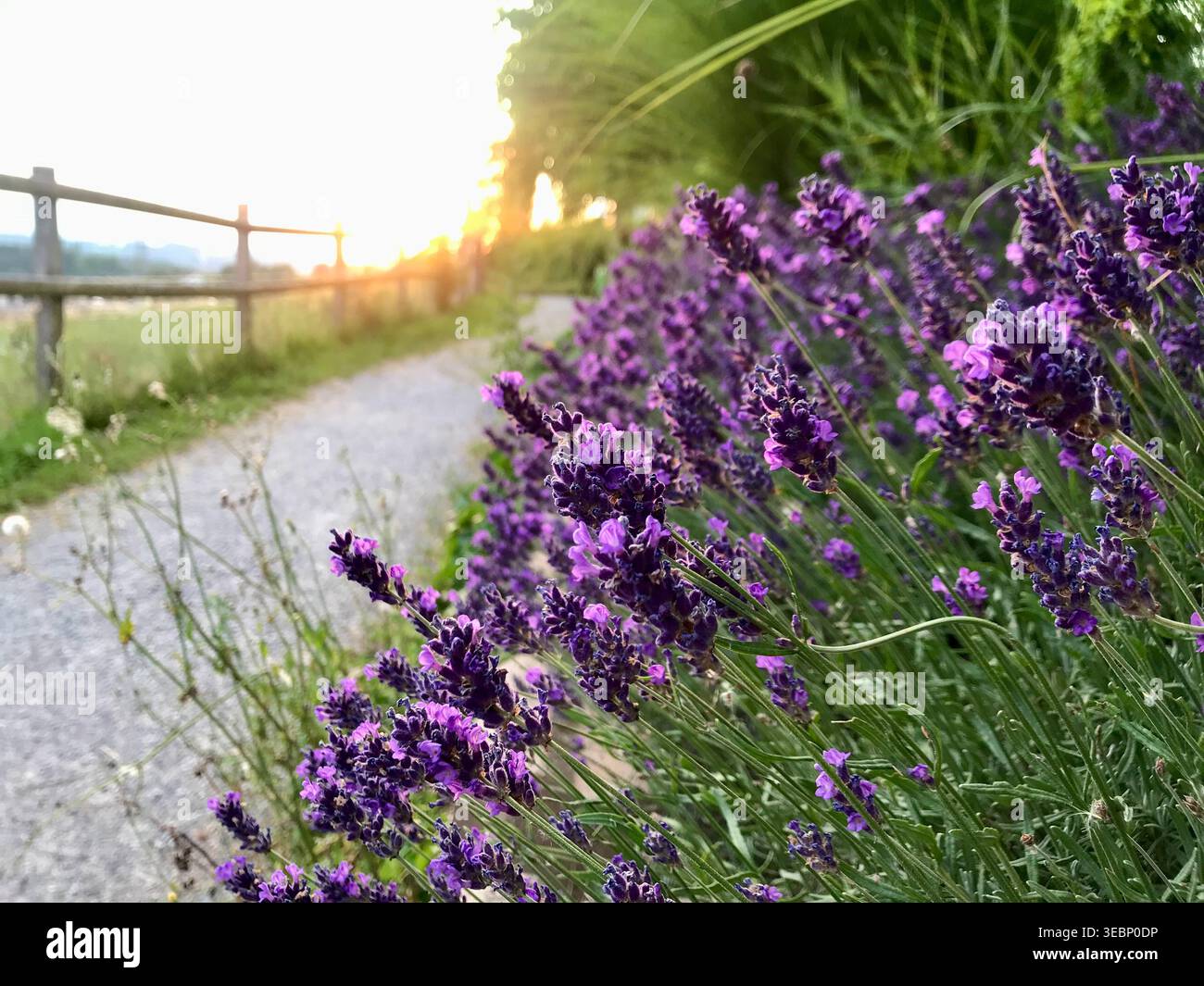 Nahaufnahme des blühenden Lavendels an einem Holzzaun im goldenen Abendlicht in der Schweizer Natur Stockfoto
