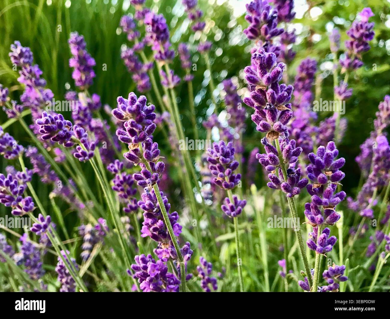 Nahaufnahme von blühendem Lavendel in intensiven Violetttönen in der Schweizer Natur Stockfoto