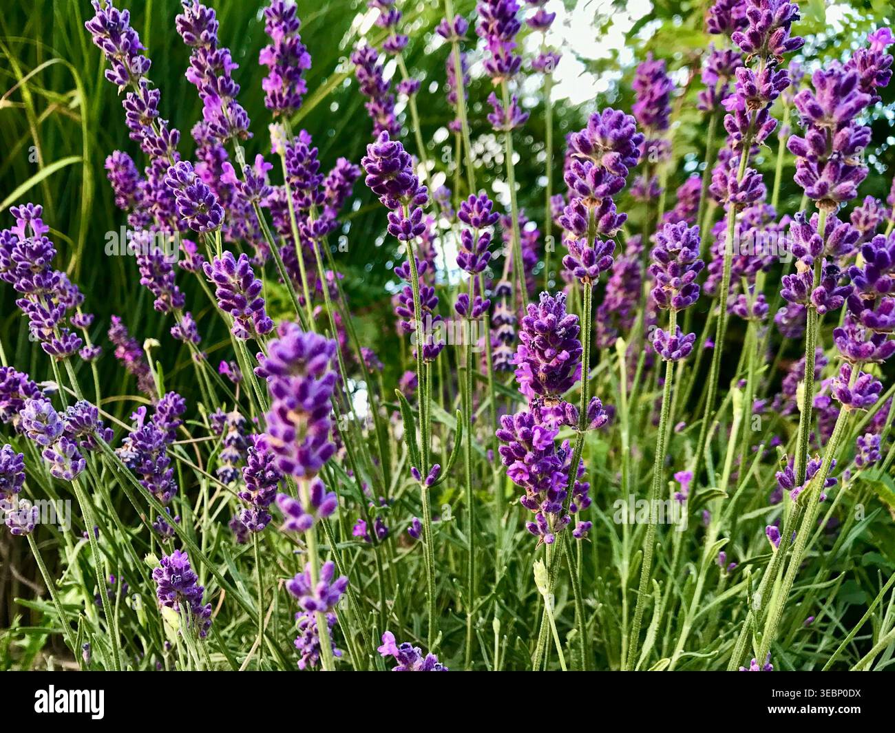 Nahaufnahme von blühendem Lavendel in intensiven Violetttönen in der Schweizer Natur Stockfoto