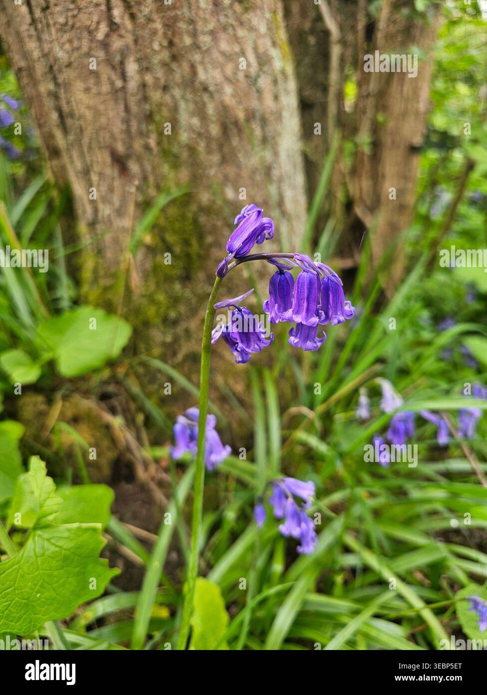 Nahaufnahme eines einzelnen Blauschells in einem Wald - Smartphone-aufgenommenes Stockfoto