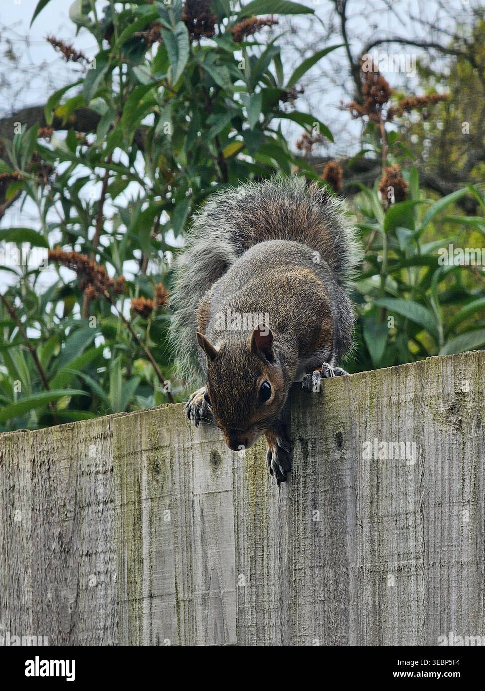 Graues Eichhörnchen, das sich darauf vorbereitet, von einem Zaun zu springen - Smartphone-aufgenommenes Stockfoto