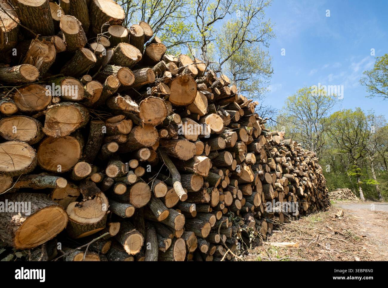 Haufen kommerziell gefällter Bäume in einem Wald in Worcestershire, England. Stockfoto