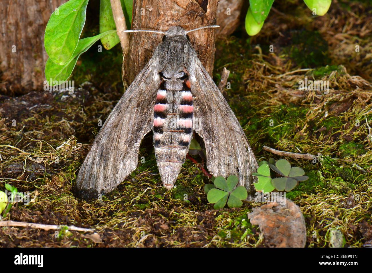 Privet Hawkmoth (Sphinx ligustri). Imago sitzt auf Rinde. Deutschland Stockfoto