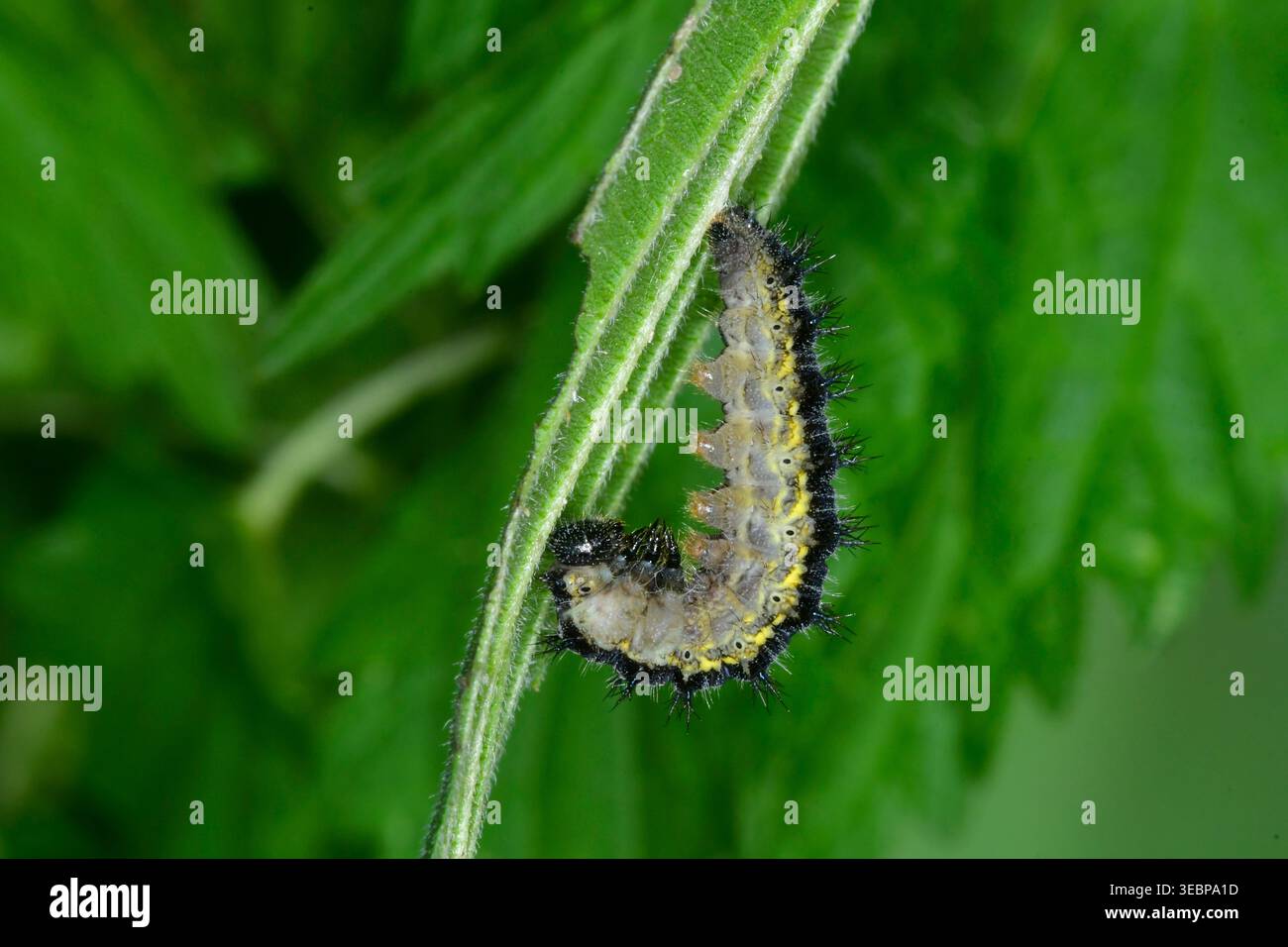 Kleine Schildkröte (Aglais urtica). Caterpillar beginnt mit der Verpuppung. Deutschland Stockfoto