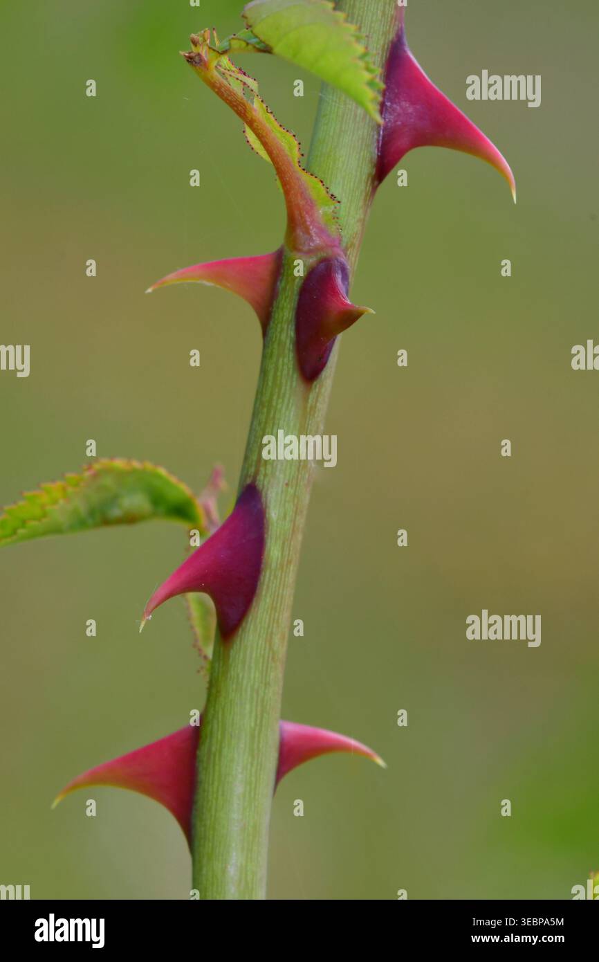 Französische Rose (Rosa gallica). Nahaufnahme eines neuen Shootings mit Dornen. Deutschland Stockfoto