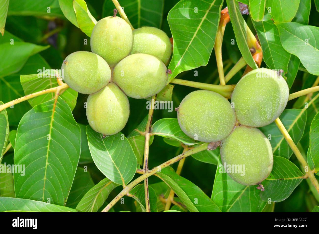 Englischer Walnuss, persischer Walnuss (Juglans regia), Blätter und reifende Nüsse. Deutschland Stockfoto