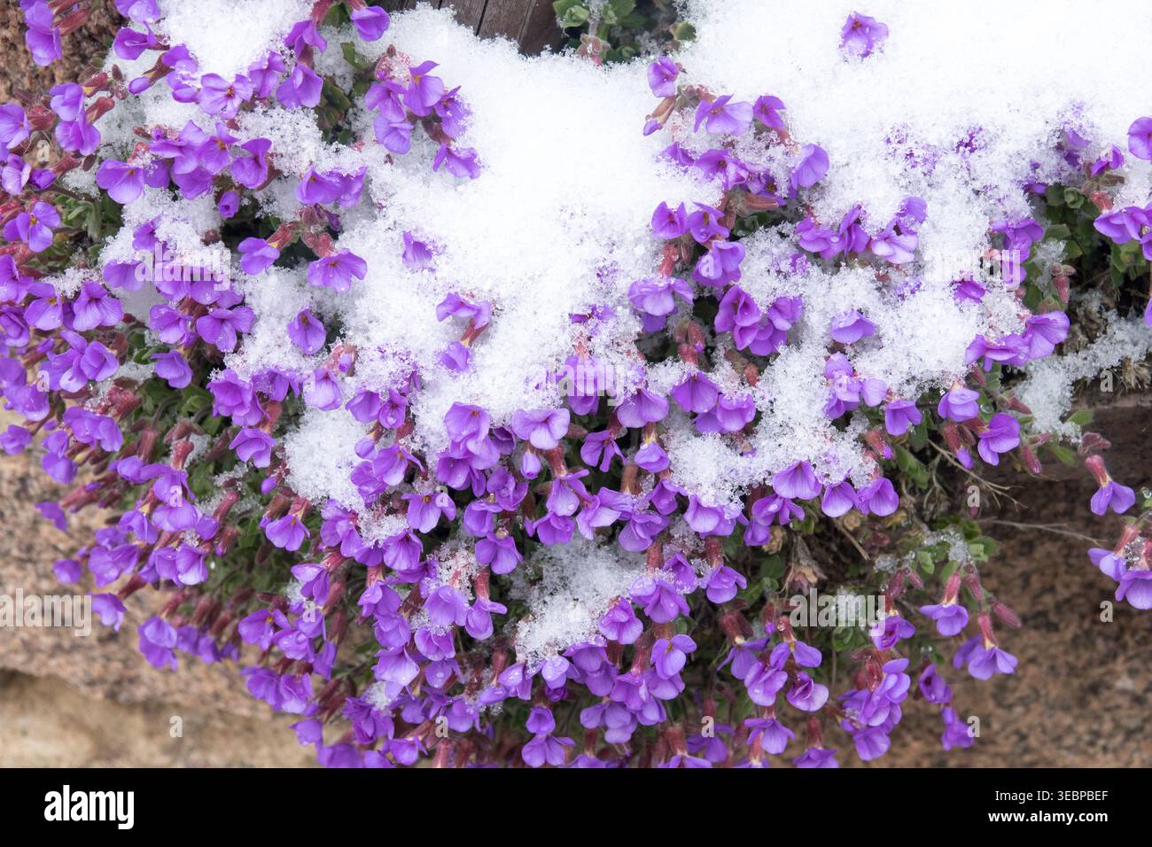 Violette Blüten von Aubrieta cultorum im Schnee in einem Wintergarten Stockfoto