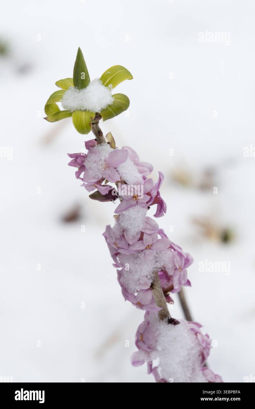 Rosafarbene Blumen des Februar Daphne Daphne Mezereum im Schnee in einem Wintergarten Stockfoto