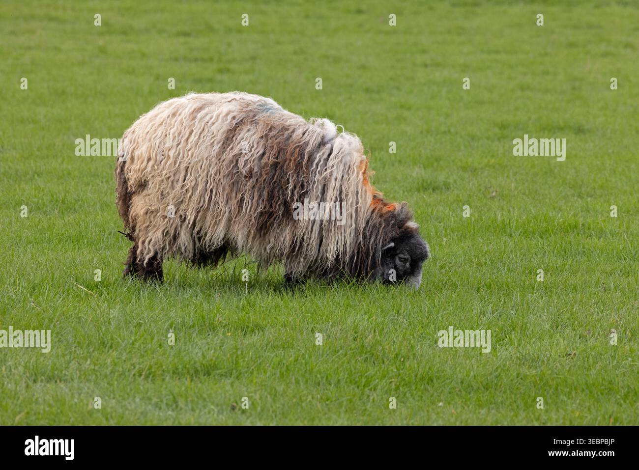 Schafe, die Gras fressen, Alveston, Stratford-upon-Avon, Warwickshire, England, Großbritannien Stockfoto