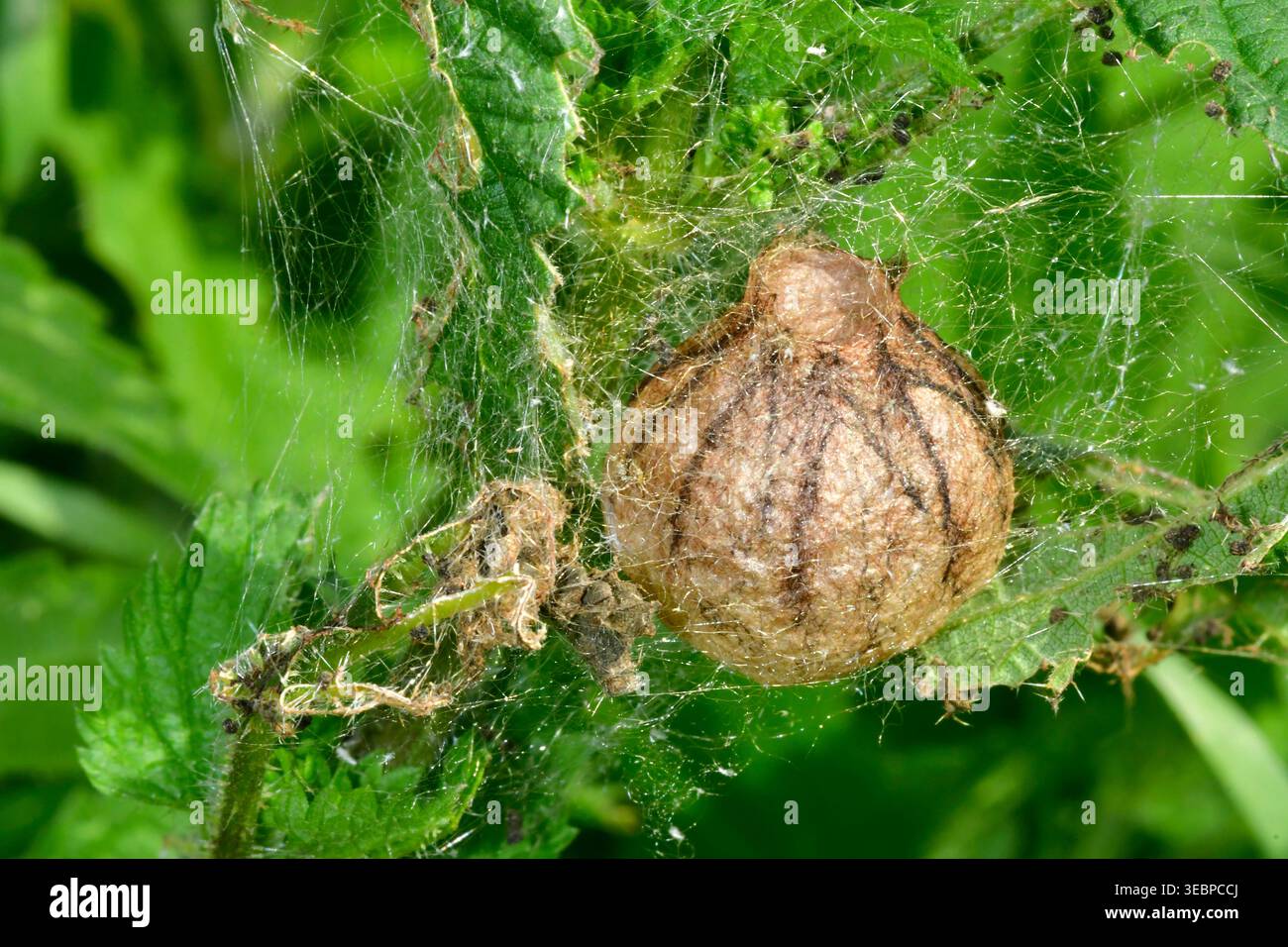 Schwarz-gelbe Argiope, Schwarz-gelb Garten Spinne (Argiope Bruennichi). Ei Sack in der Vegetation. Deutschland Stockfoto
