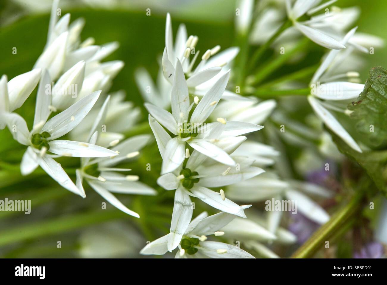 Ramsons, hölzerner Knoblauch (Allium ursinum). Nahaufnahme der Blumen. Deutschland Stockfoto