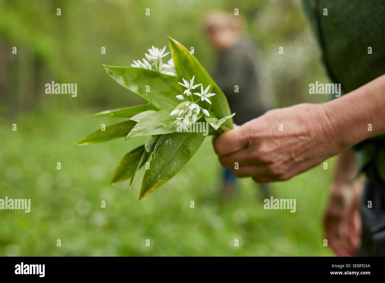 Ramsons, Holzknoblauch (Allium ursinum) wird geerntet. Deutschland Stockfoto