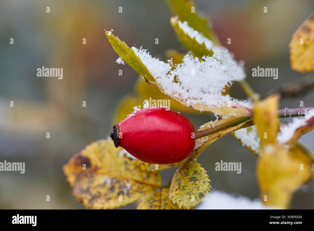 Hunderose (Rosa canina), Rosenhüte im Winter. Deutschland Stockfoto