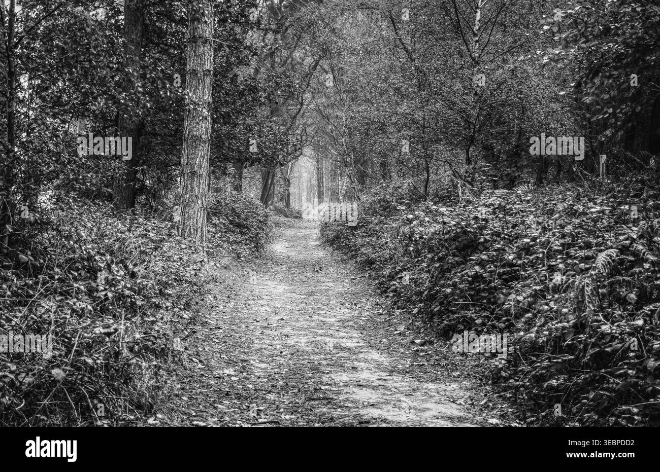Hopwas Woods, Path through the Woods, Tamworth, Staffordshire B&W Stockfoto