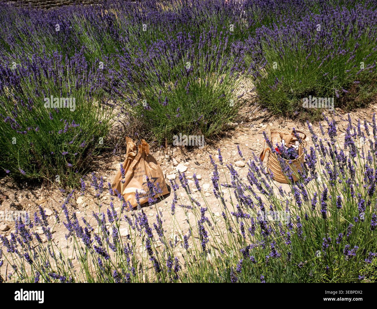 Rustikaler Korb und brauner Papierbeutel mit frisch geschnittenen lila Lavendelblüten sitzen auf einem trockenen, sonnigen Pfad in einem blühenden Lavendelfeld Stockfoto