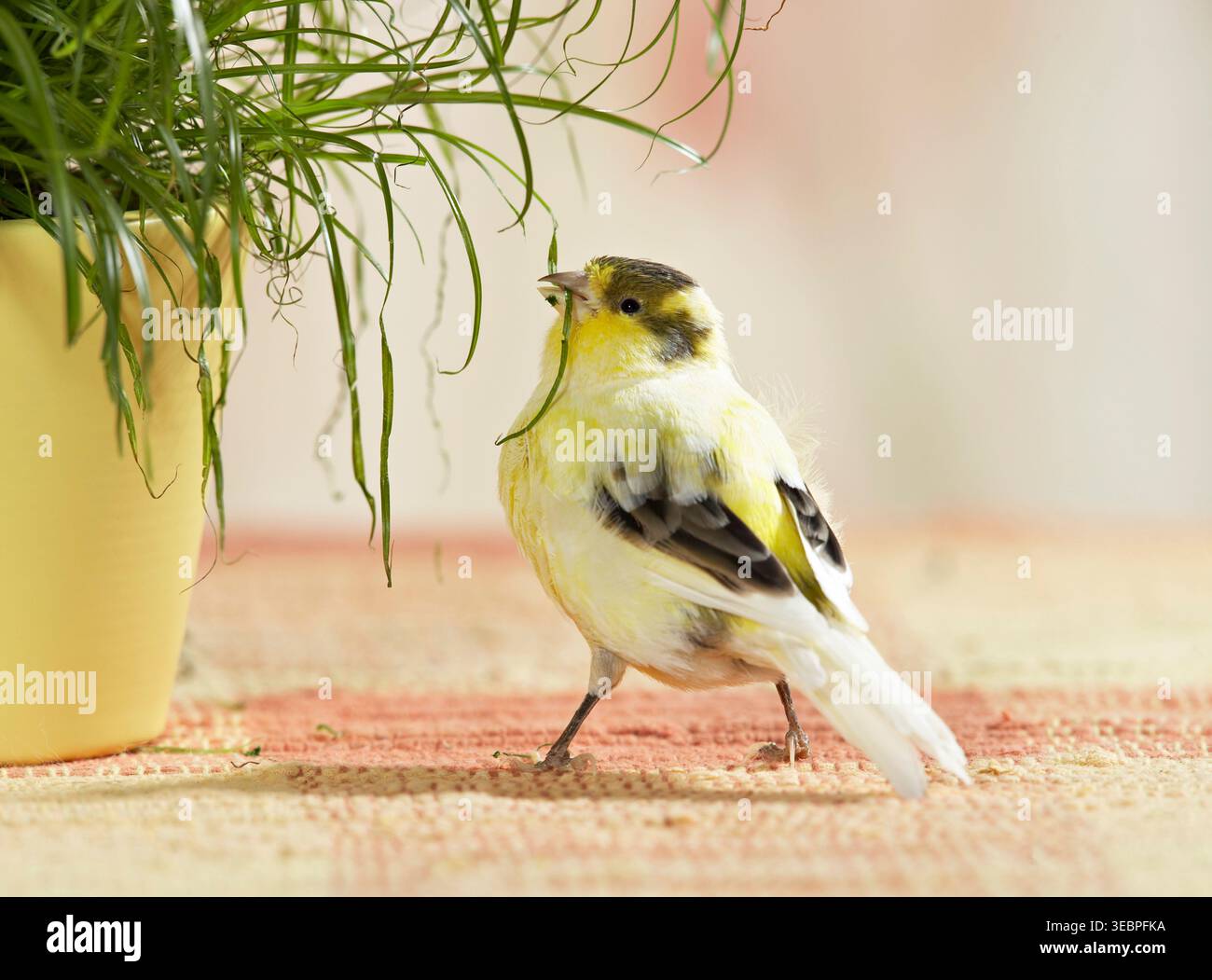 Hauskanarienvogel pflückt Katzengras aus einem Blumentopf. Deutschland Stockfoto