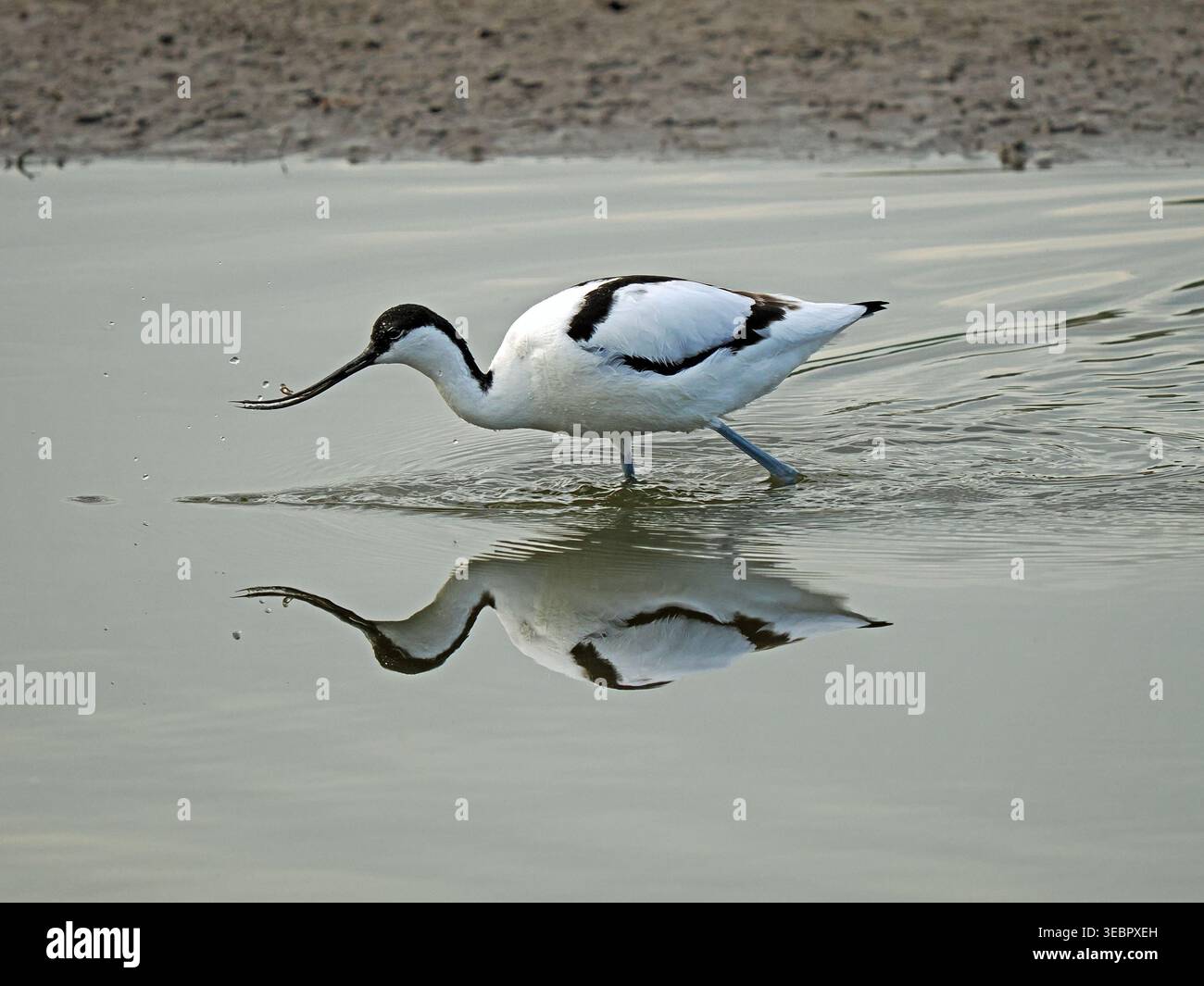 Single Avocet oder Pied Avocet (Recurvirostra avosetta) Watler mit aufgebogenen Schnabel, die in einer flachen Lagune mit Reflexion füttern - Leighton Moss RSPB Reserve Stockfoto