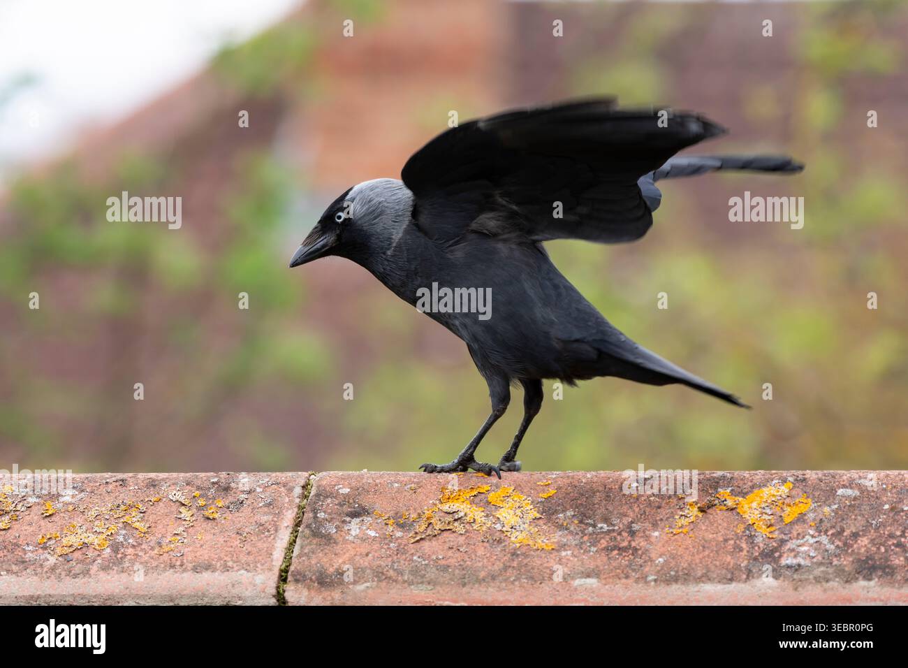 Eurasischer Jackdaw, Corvus monedula, landet auf dem Dach des Gebäudes. Sommer. Stockfoto