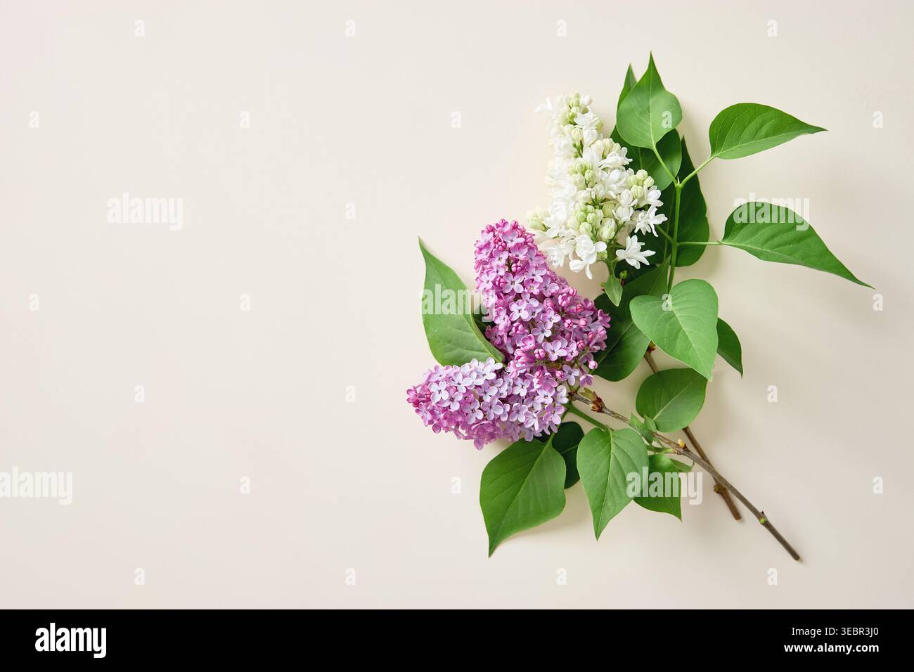 Frische lilafarbene Zweige mit violetten und weißen Blüten auf beigem Hintergrund Stockfoto