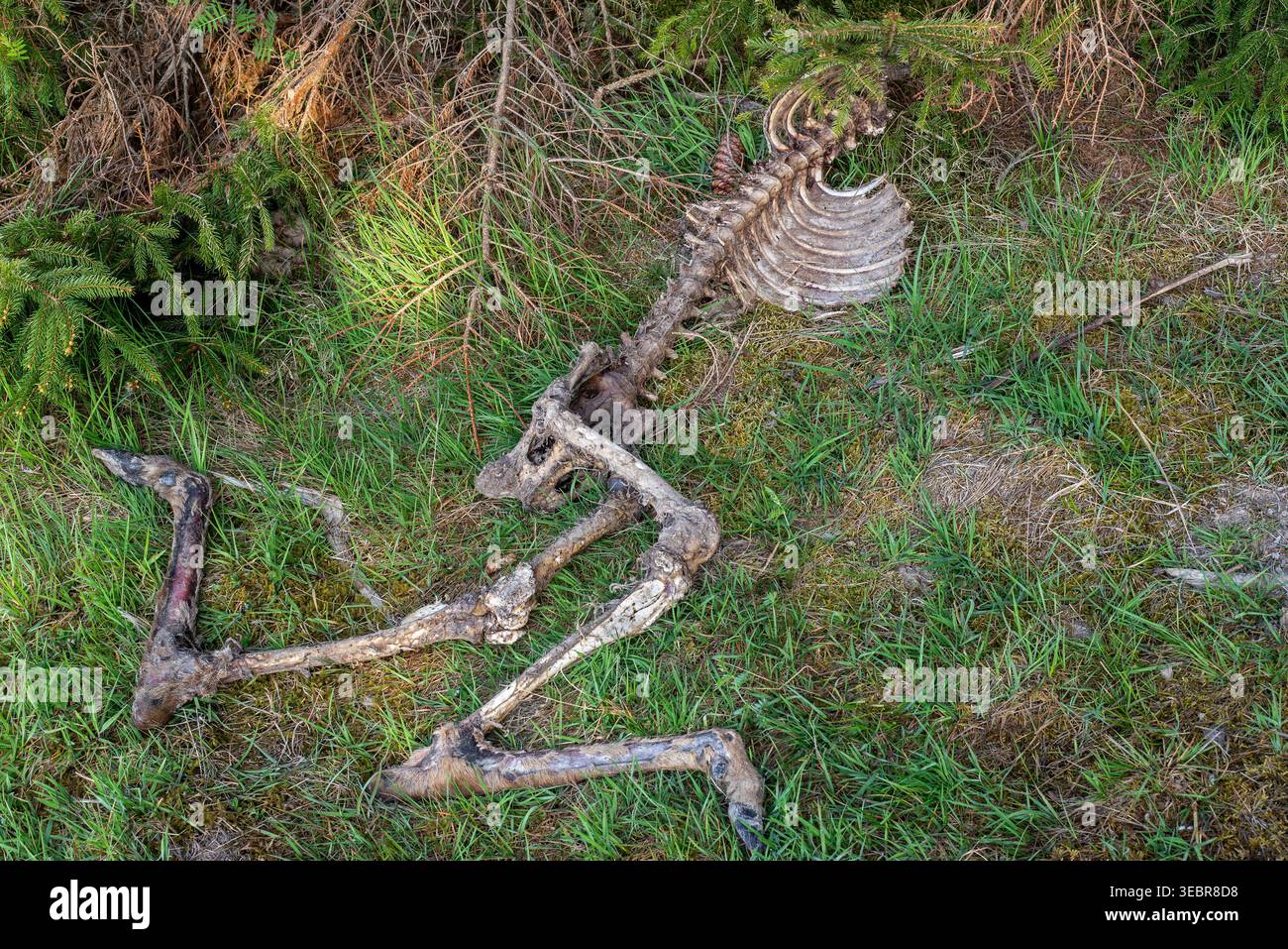 Rehe (Capreolus capreolus) Schlachtkörper, Skelett mit Rippenkäfig und Knochen der Hinterbeine im Fichtenwald Stockfoto