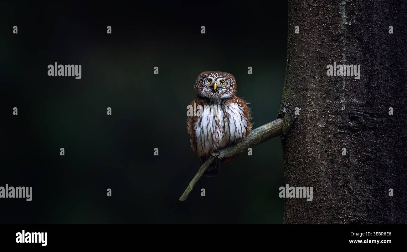 Die eurasische Zwergeize Glaucidium passerinum thront auf einem Zweig in einem dunklen, stimmungsvollen Wald. Tierporträt mit intensiven gelben Augen, Region Liberec, Tschechisch Stockfoto