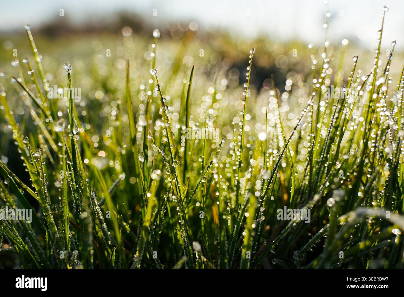 Nahaufnahme von frischem grünem Gras bedeckt mit Morgentauropfen im Sonnenlicht, natürlicher Frühlingshintergrund Stockfoto