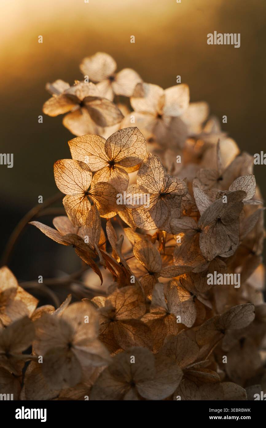 Getrocknete Hortensie Blüten glühen im warmen Abendlicht, natürlicher botanischer Hintergrund mit weichem Bokeh Stockfoto