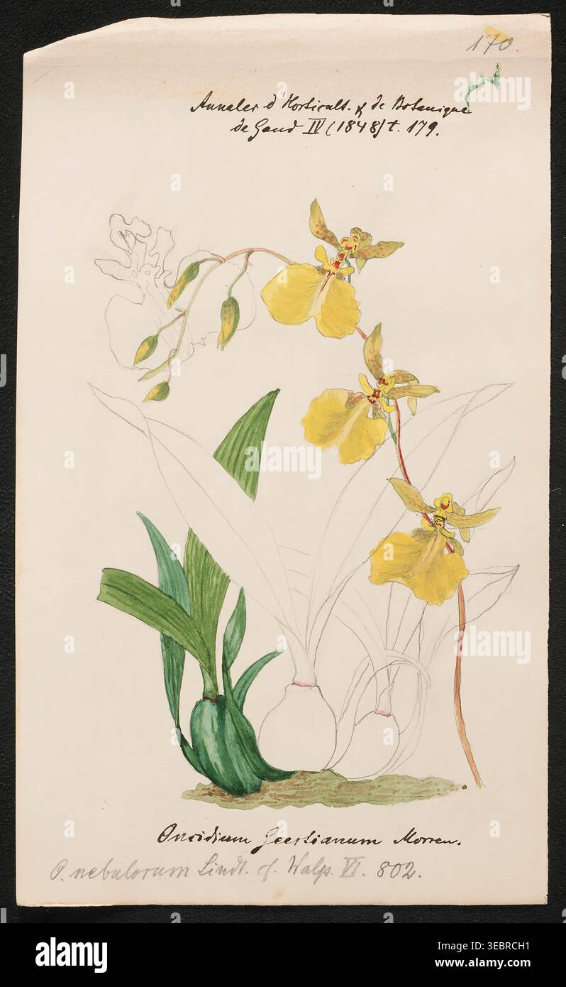 Botanische Illustration mit einer teilweise farbigen gelben Onzidium-Orchidee mit grünen Blättern und sich entwickelnden Knospen, die komplizierte Details und wissenschaftliche Kunst aus vergangenen Epochen zeigt. Aus der Beschreibung der Orchideengattungen von Kraenzlin, Fritz, 1847-1934, erschienen in Berlin zwischen 1880 und 1908. Deutscher Botaniker und Orchideologe. Friedrich Wilhelm Ludwig Kränzlin (1847–1934) führte die Arbeit von John Lindley, „Vater der Orchidologie“, und Heinrich Gustav Reichenbach (1823–1889), dem führenden deutschen Orchidologen des 19. Jahrhunderts, fort und identifizierte und klassifizierte viele neue Orchideengattungen und Spezies Stockfoto