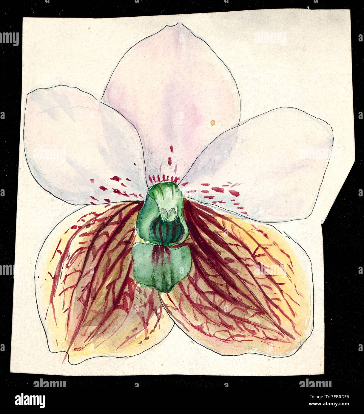 Orchideenblüten-Aquarellmalerei, die komplizierte Details ihrer Blütenblätter, Adern und zarten Färbungen zeigt und ein klassisches Beispiel für botanische Illustration darstellt. Aus der Beschreibung der Orchideengattungen von Kraenzlin, Fritz, 1847-1934, erschienen in Berlin zwischen 1880 und 1908. Deutscher Botaniker und Orchideologe. Friedrich Wilhelm Ludwig Kränzlin (1847–1934) führte die Arbeit von John Lindley, „Vater der Orchidologie“, und Heinrich Gustav Reichenbach (1823–1889), dem führenden deutschen Orchidologen des 19. Jahrhunderts, fort und identifizierte und klassifizierte viele neue Orchideengattungen und Arten Stockfoto