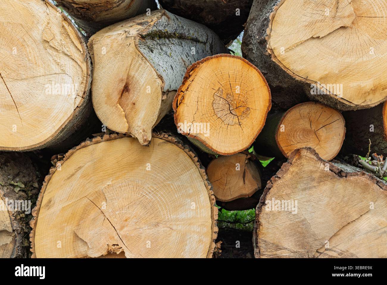 Nahaufnahme eines massiven Stapels geschnittener Holzstämme in einem Wald oder auf einem Holzhof. Detailansicht von Holzringen, Rinde und gesägten Oberflächen für den industriellen Einsatz. Stockfoto