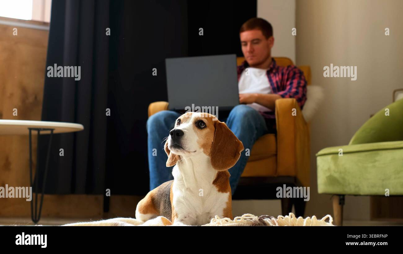 Ein Beagle liegt im Vordergrund und blickt nach oben, während ein Mann in einem gemütlichen Wohnzimmer einen Laptop mit weichem Fokus verwendet. Home-Office-Leben, treue Haustiere und Stockfoto