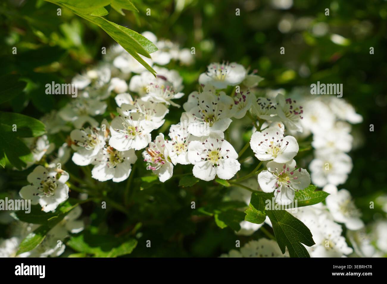 Frühlingsblüten. Saisonale Natur Hintergrund Stockfoto