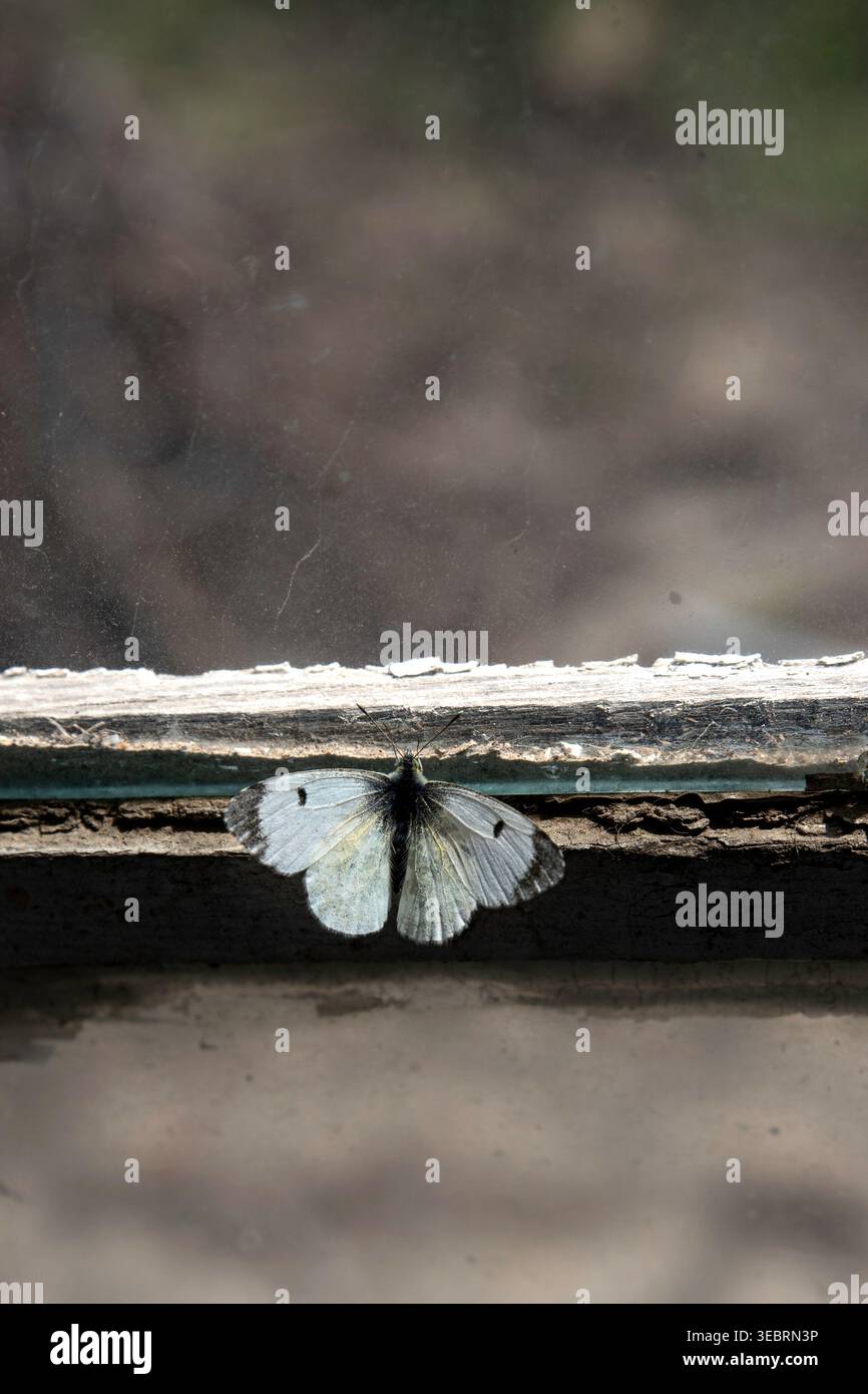 Weißer Schmetterling, der am Rand eines verwitterten hölzernen Fensterrahmens mit einem verschwommenen natürlichen Hintergrund bei weichem Tageslicht thront Stockfoto