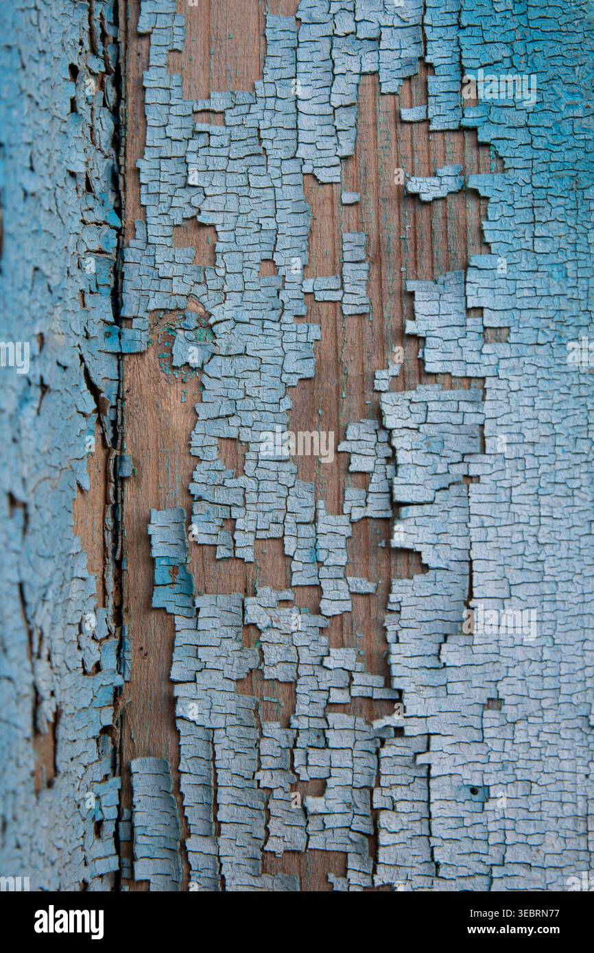 Rustikales verwittertes Holz mit gerissener hellblauer abblätternder Farbe, perfekt als strukturierter Hintergrund für Grafikdesign und digitale Kunstprojekte. Stockfoto