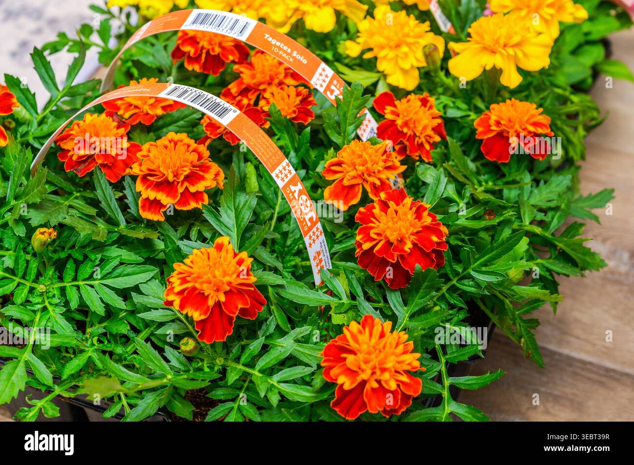 Iserlohn, Deutschland — 27. April 2026: Ein Multipack von Blooming Joy Tagetes Solo Ringelblumen mit orange und gelben Blüten in einem schwarzen Kunststoff-Setzling Stockfoto