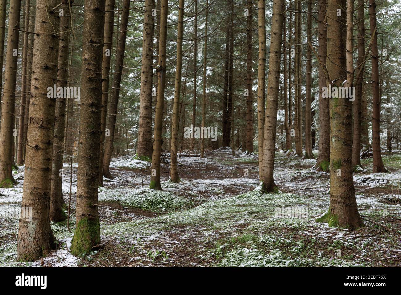 Ein symmetrischer Kiefernwald mit leichtem Schnee auf dem Boden. Natürliches Muster von Baumstämmen in ruhiger Waldumgebung. Stockfoto