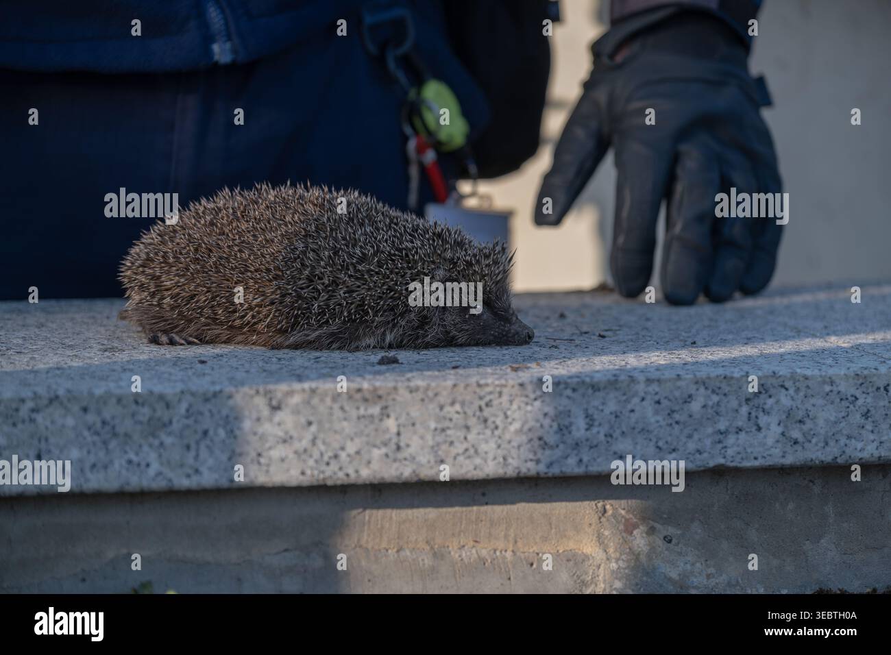 Igel In Der Nähe Menschlicher Hand Urban Wildlife Interaction Concept Stockfoto