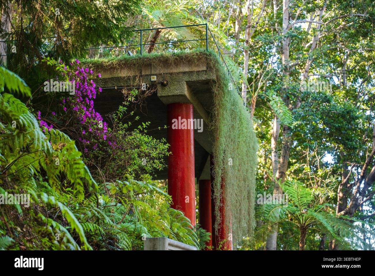 Im Garten von Madeira befindet sich eine Betonterrasse mit roten Säulen und Moos. Farne und violette Bougainvillea umgeben sie als weiches Tageslichtfilter durch hohe tr Stockfoto