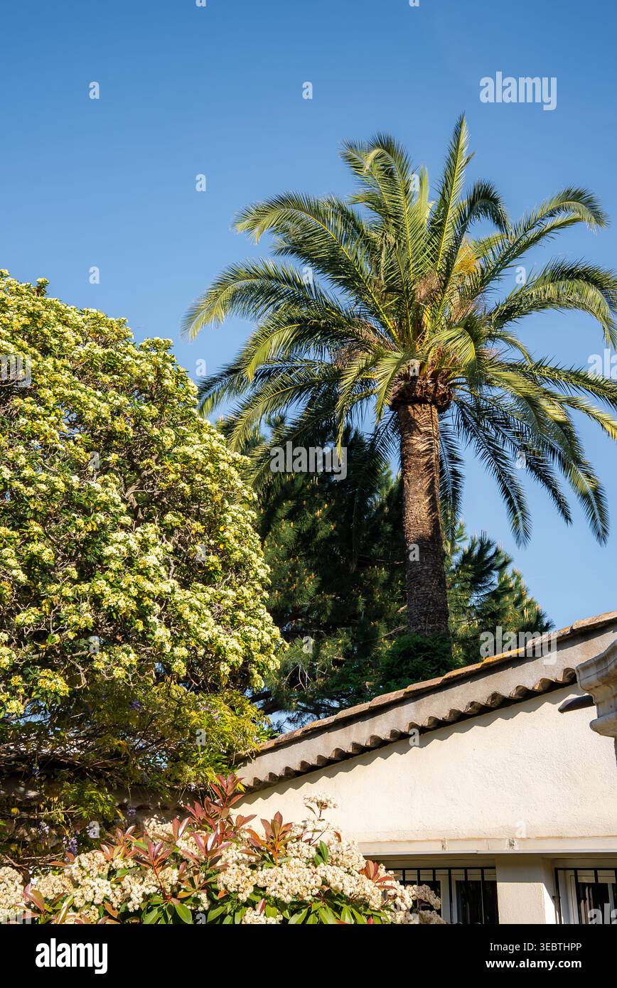 Weiße Stuckvilla und Dattelpalme in heller nachmittags-Antibes-Umgebung Stockfoto