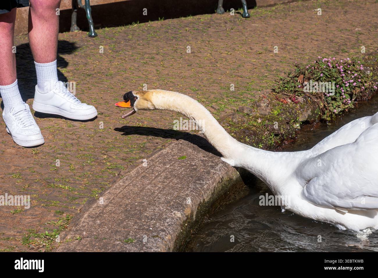 Ein weißer Schwan zieht sich von einem schmalen Kanal zu weißen Turnschuhen auf Madeira, Schnabel offen wie rufe, mittags Licht wirft klare Schatten auf Stein und Stockfoto