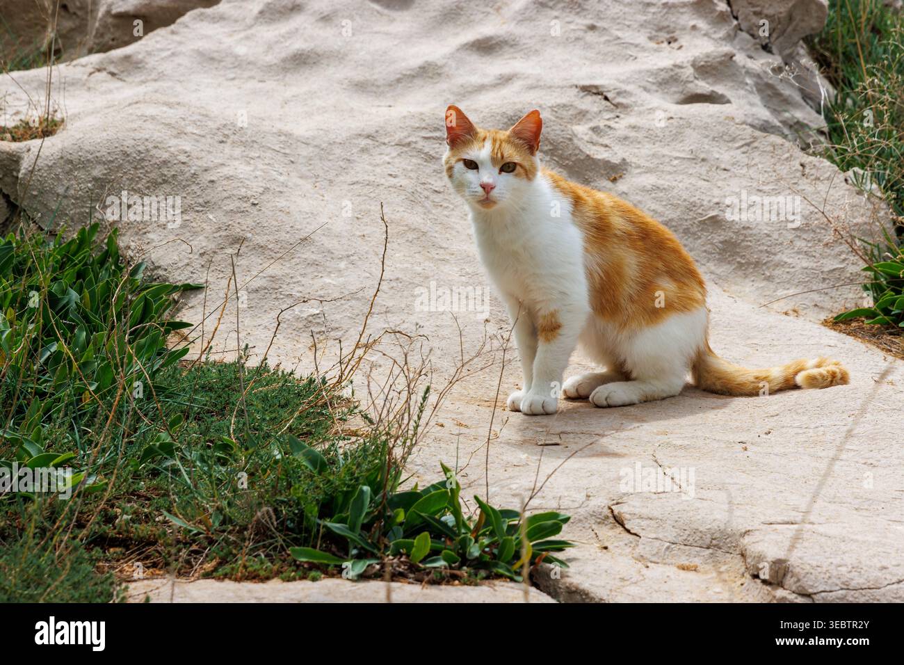 Ingwer und weiße Katze sitzen auf sandigem Boden mit Grasflecken, Stockfoto