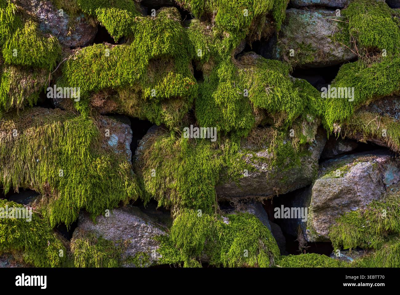 Moosbedeckte Trockenmauer in der Padley Gorge bei Grindleford Stockfoto