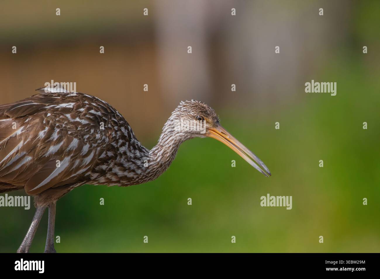 Ein Profilporträt eines Limpkin (Aramus guarauna) am Lake Apopka Wildlife Drive in der Nähe von Orlando, FL, mit seinem einzigartigen weiß gesprenkelten braunen Gefieder. Stockfoto
