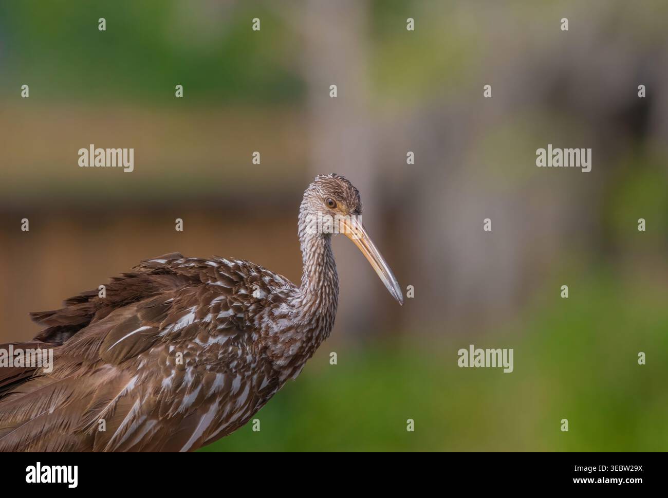 Ein Profilporträt eines Limpkin (Aramus guarauna) am Lake Apopka Wildlife Drive in der Nähe von Orlando, FL, mit seinem einzigartigen weiß gesprenkelten braunen Gefieder. Stockfoto