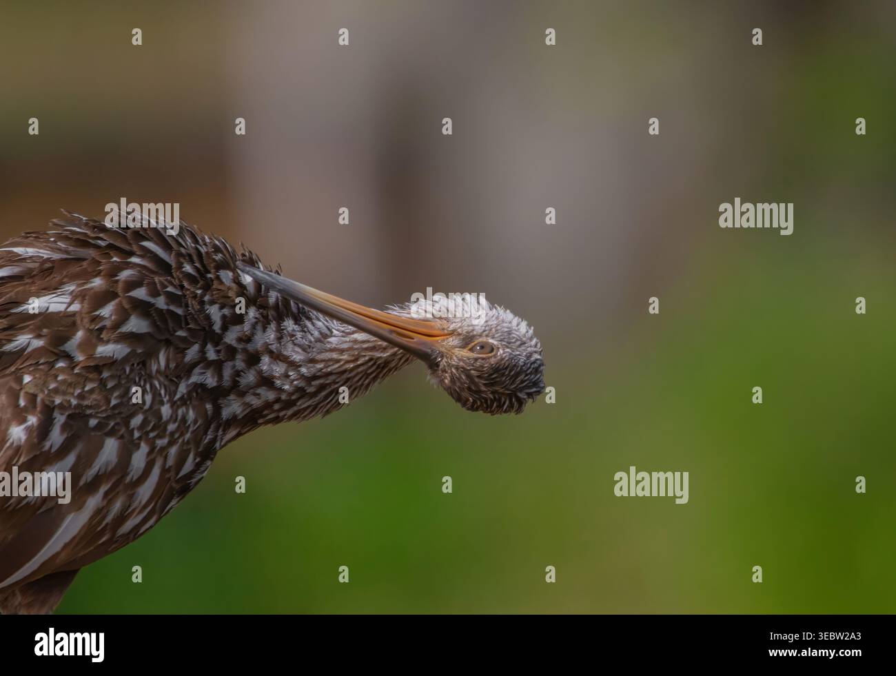 Ein Profilporträt eines Limpkin (Aramus guarauna) am Lake Apopka Wildlife Drive in der Nähe von Orlando, FL, mit seinem einzigartigen weiß gesprenkelten braunen Gefieder. Stockfoto