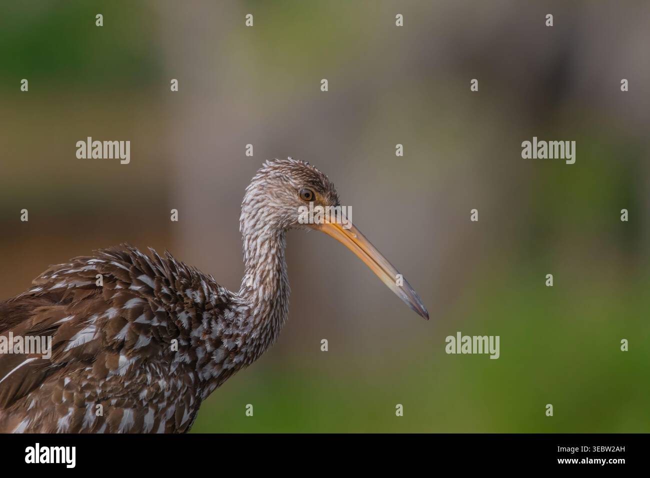 Ein Profilporträt eines Limpkin (Aramus guarauna) am Lake Apopka Wildlife Drive in der Nähe von Orlando, FL, mit seinem einzigartigen weiß gesprenkelten braunen Gefieder. Stockfoto